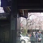 長明寺の桜
